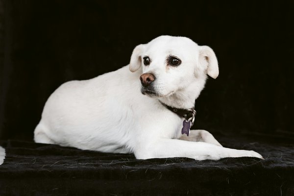 Bien choisir la litière pour chaton : nos conseils pratiques