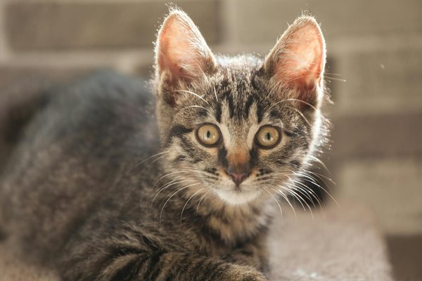 Le berger allemand : un chien intelligent et protecteur