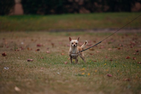 Le dressage de chiots de races différentes : tout ce qu'il faut savoir!