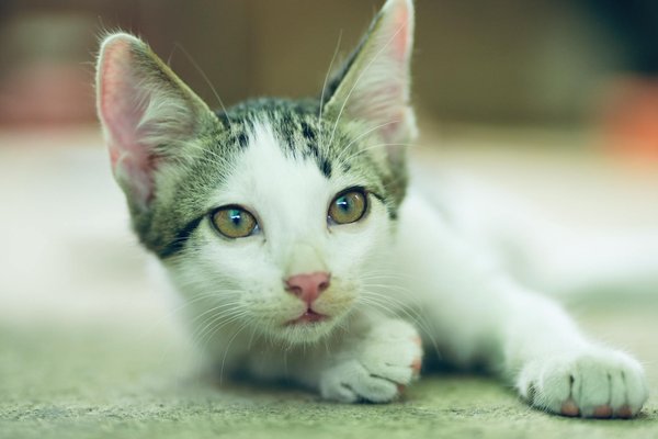 Top 10 des araignées les plus dangereuses au monde