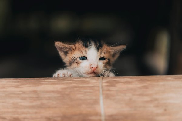 Les meilleurs jouets souris pour chats