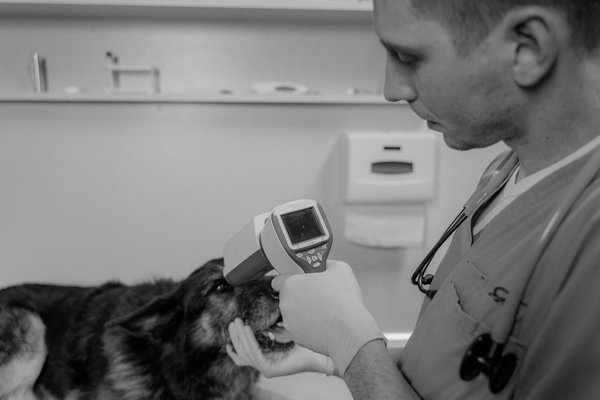 Vaccins pour chats : décryptage des termes médicaux