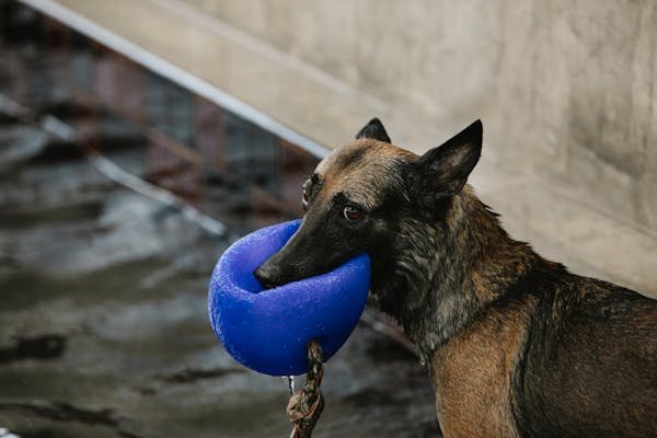 Les jouets incontournables pour épanouir votre Malinois
