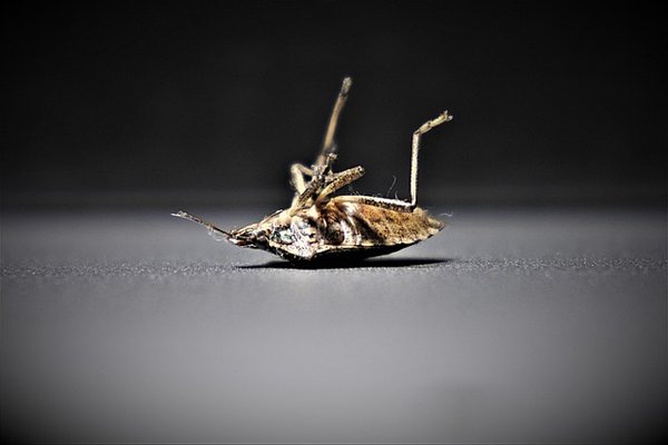 Détection canine de punaises de lit à Paris : efficacité avant tout