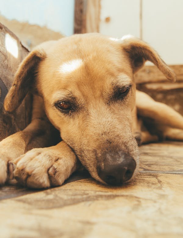 Pommade cicatrisante chien : un gel indispensable pour les plaies